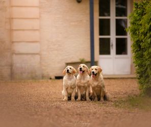 Golden Retriever Retriever