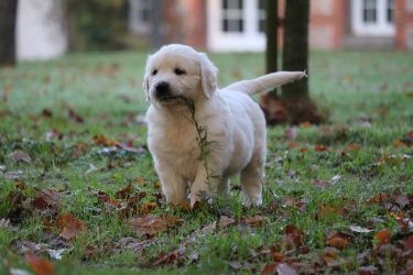 Golden Retriever Retriever