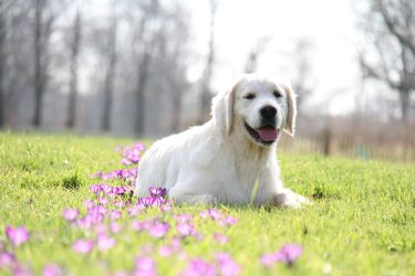 Golden Retriever Retriever