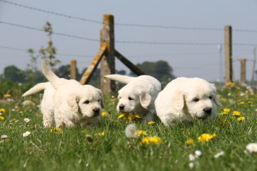 Golden Retriever Retriever