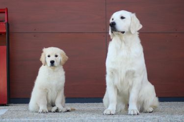 Golden Retriever Retriever