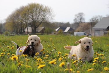 Golden Retriever Retriever