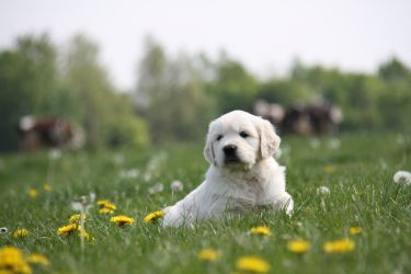 Golden Retriever Retriever