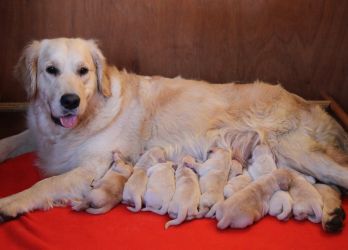 Golden Retriever Retriever