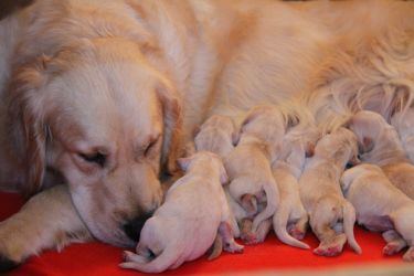 Golden Retriever Retriever