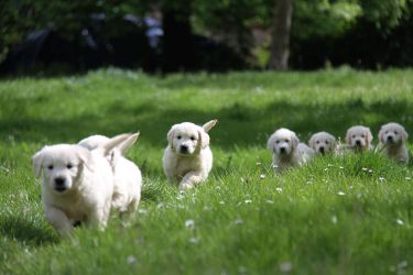 Golden Retriever Retriever