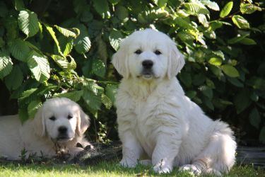 Golden Retriever Retriever