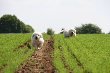 Golden Retriever Retriever