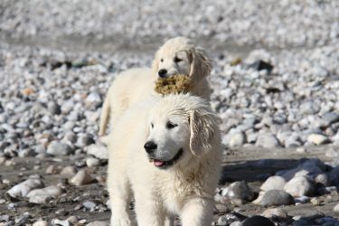 Golden Retriever Retriever