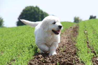 Golden Retriever Retriever