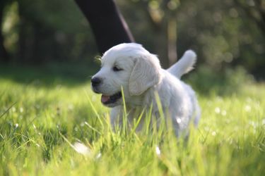 Golden Retriever Retriever