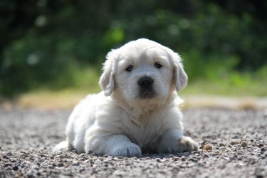 Golden Retriever Retriever