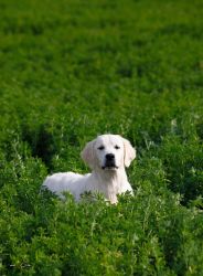 Golden Retriever Retriever