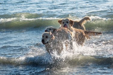 Golden Retriever Retriever