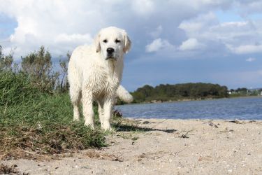 Golden Retriever Retriever