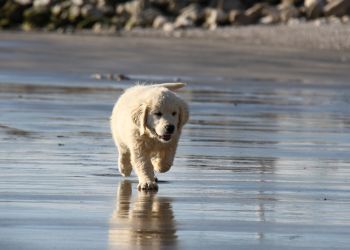 Golden Retriever Retriever