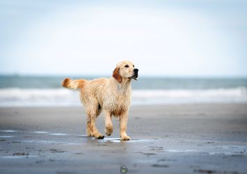 Golden Retriever Retriever