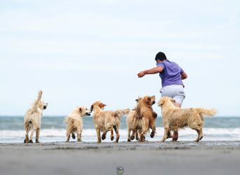 Golden Retriever Retriever