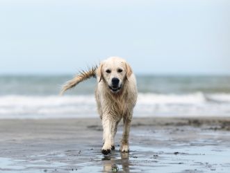 Golden Retriever Retriever