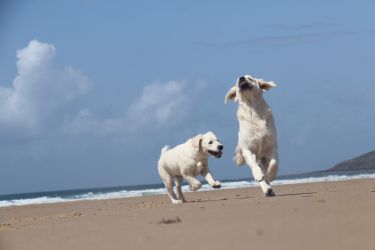 Golden Retriever Retriever