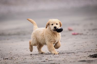 Golden Retriever Retriever