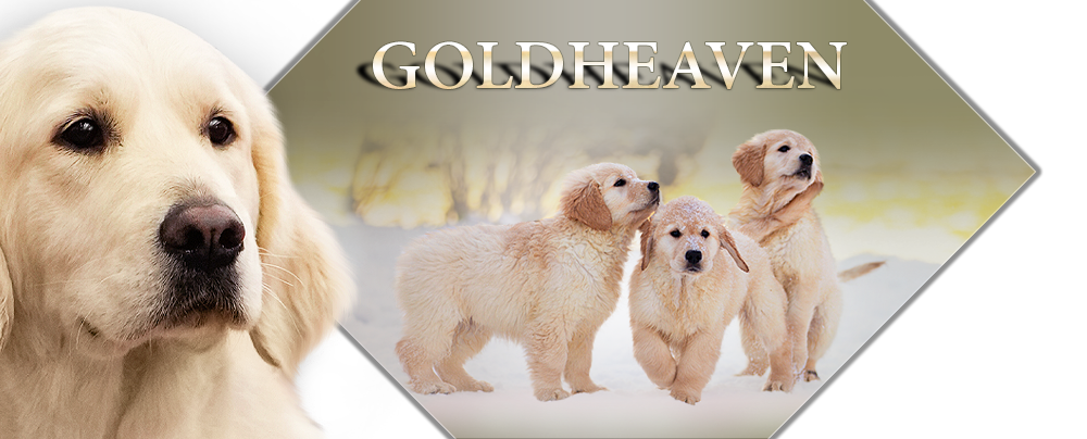 Goldheaven Golden Retriever