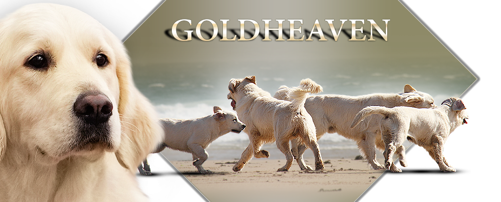 Goldheaven Golden Retriever