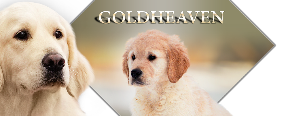 Goldheaven Golden Retriever