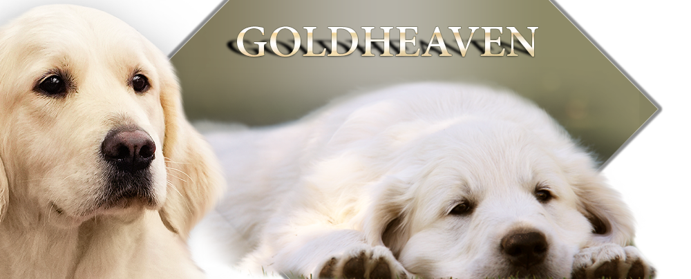 Goldheaven Golden Retriever