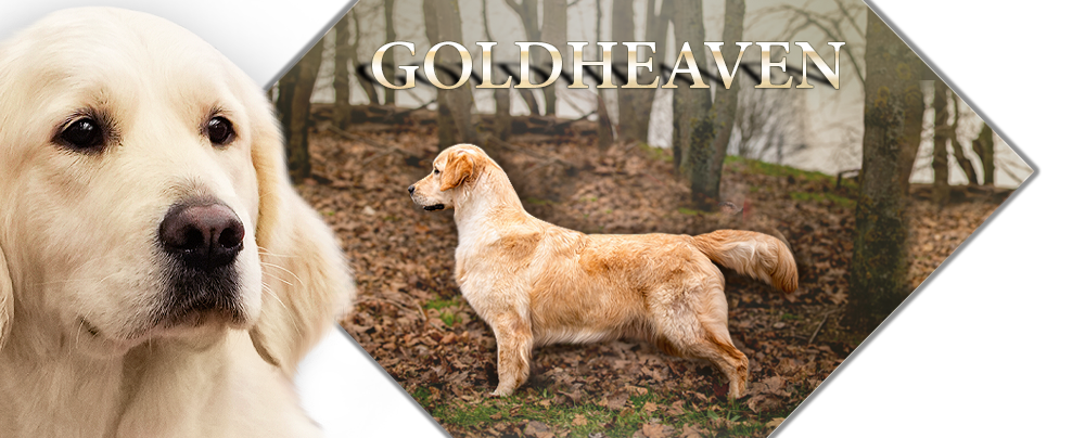 Goldheaven Golden Retriever