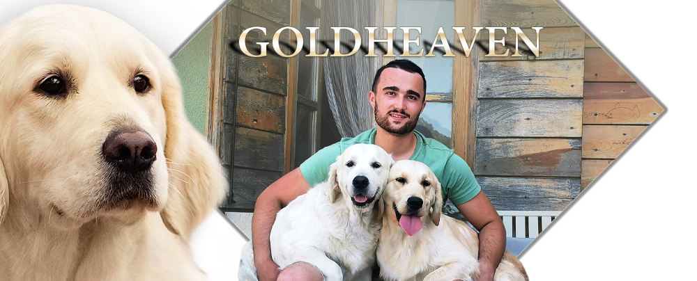 Goldheaven Golden Retriever