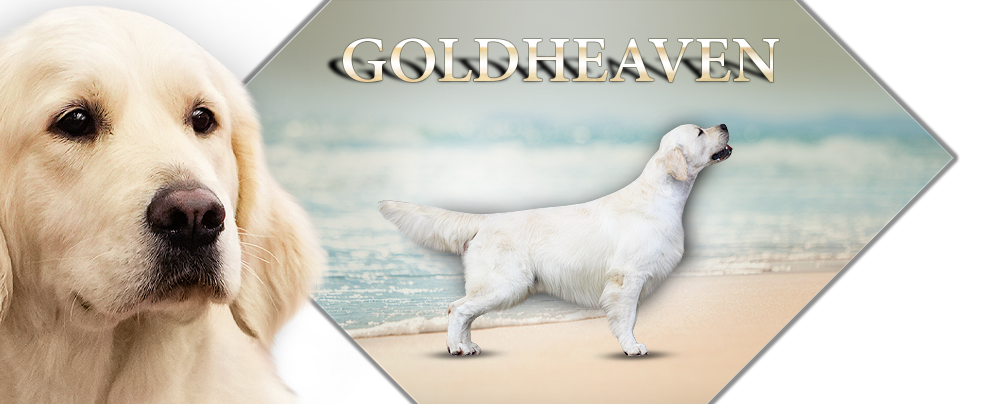 Goldheaven Golden Retriever