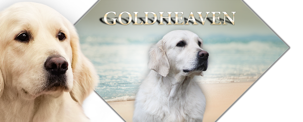 Goldheaven Golden Retriever