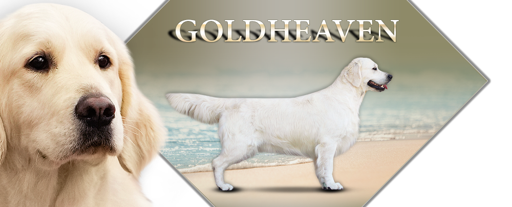 Goldheaven Golden Retriever