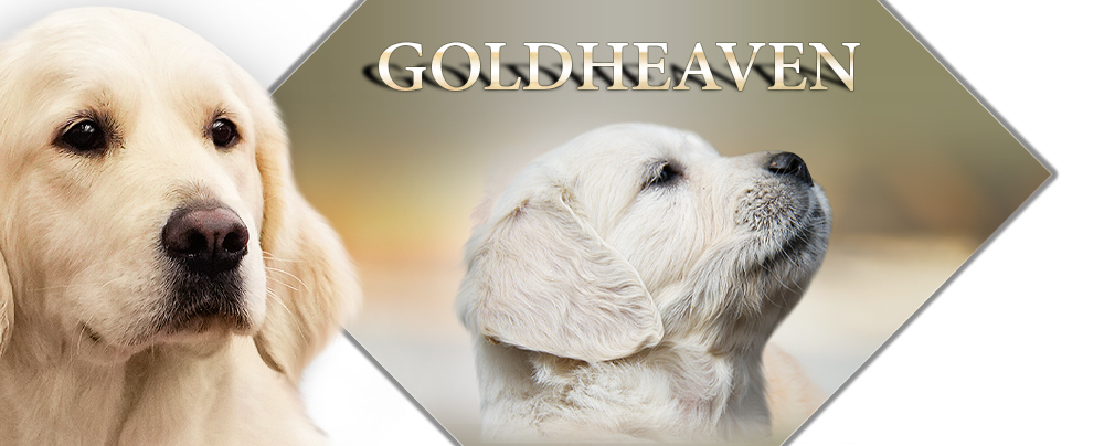 Goldheaven Golden Retriever