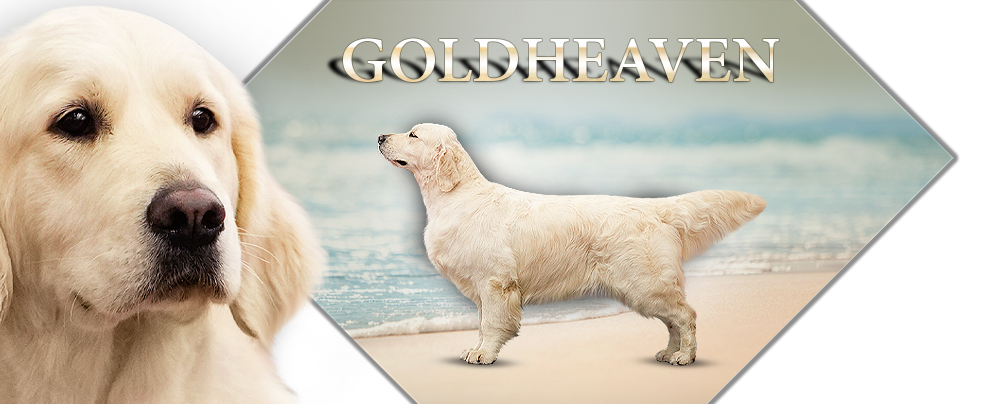 Goldheaven Golden Retriever