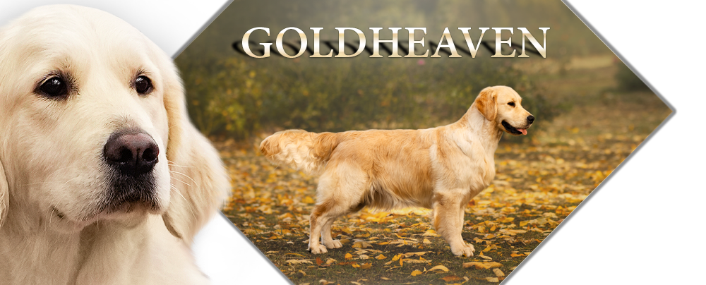 Goldheaven Golden Retriever