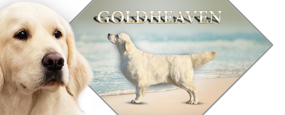 Goldheaven Golden Retriever