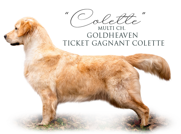 Golden Retriever Goldheaven Ticket Gagnant Colette