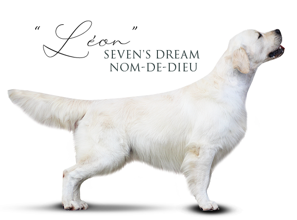 Golden Retriever Seven's Dream Nom-de-Dieu