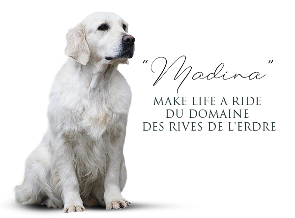 Golden Retriever Make Life a Ride du Domaine des Rives de l'Erdre