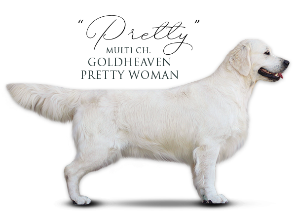 Golden Retriever Goldheaven Pretty Woman