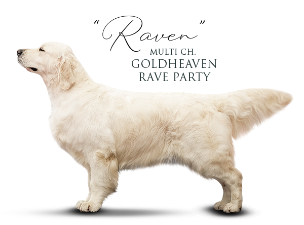 Golden Retriever Goldheaven Rave Party