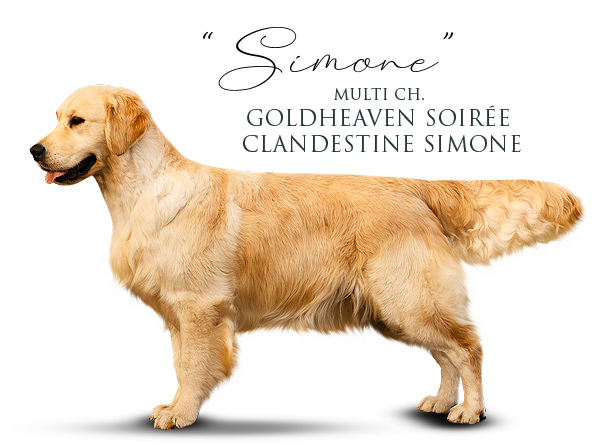 Golden Retriever Goldheaven Soirée Clandestine Simone