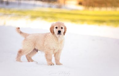 Golden Retriever Retriever