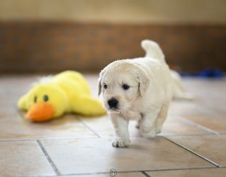 Golden Retriever Retriever