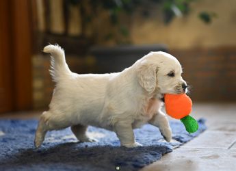 Golden Retriever Retriever