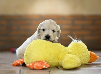 Golden Retriever Retriever